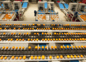 oranges on a food manufacturing line