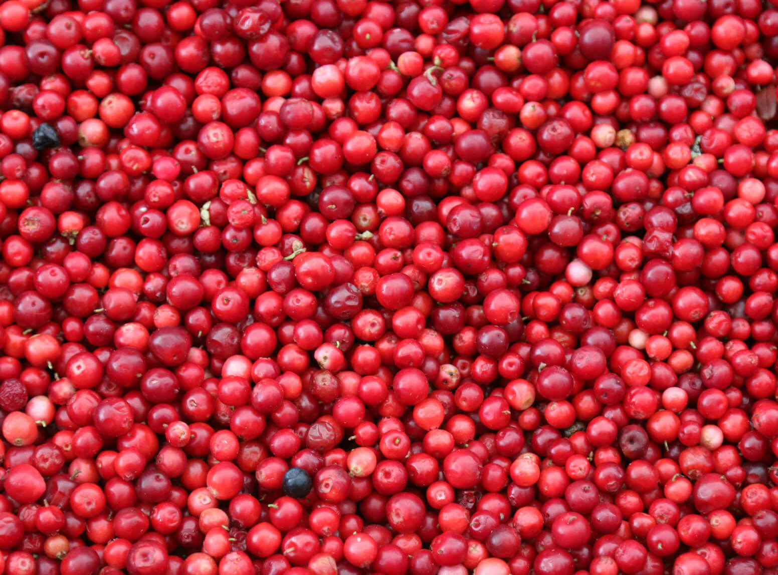 Lee Brothers Cranberry Farm Protects Crops with Remote Monitoring